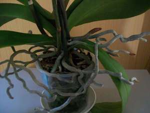 How to transplant an orchid