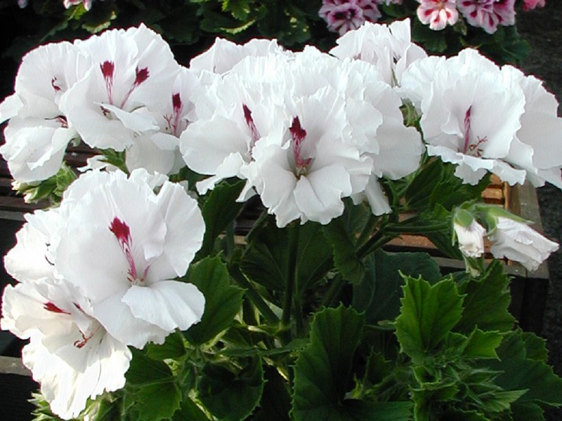 Kind of flowers of royal pelargonium varieties Mona Liza