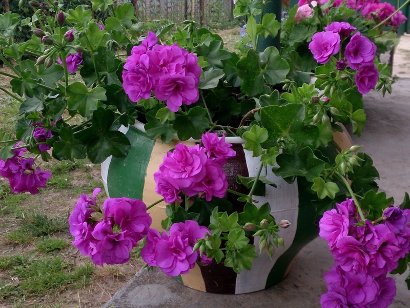 Description of the hybrid variety of royal pelargonium