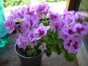 Characteristics of Royal Pelargonium