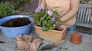 Rules for caring for royal pelargonium at home