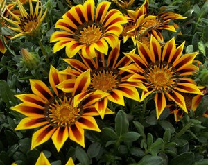 Using gazania