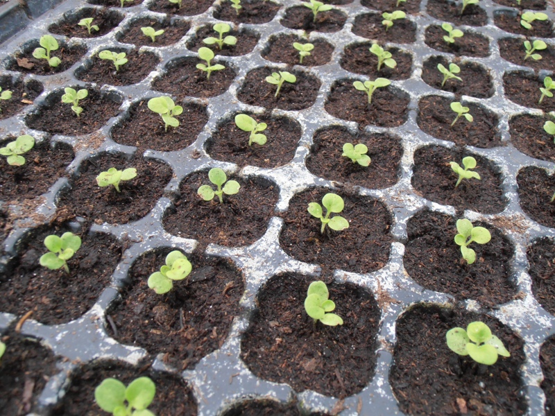 Gatsania seeds