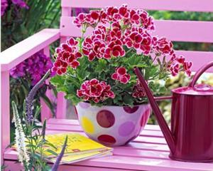 Features of watering royal pelargonium at home