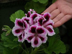 The nuances of caring for royal pelargonium during sleep