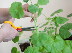 Ways to trim royal pelargonium at home