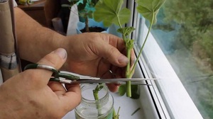 Description of the method for propagating pelargonium by cuttings at home