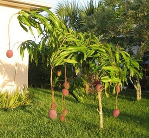 How to grow mango at home