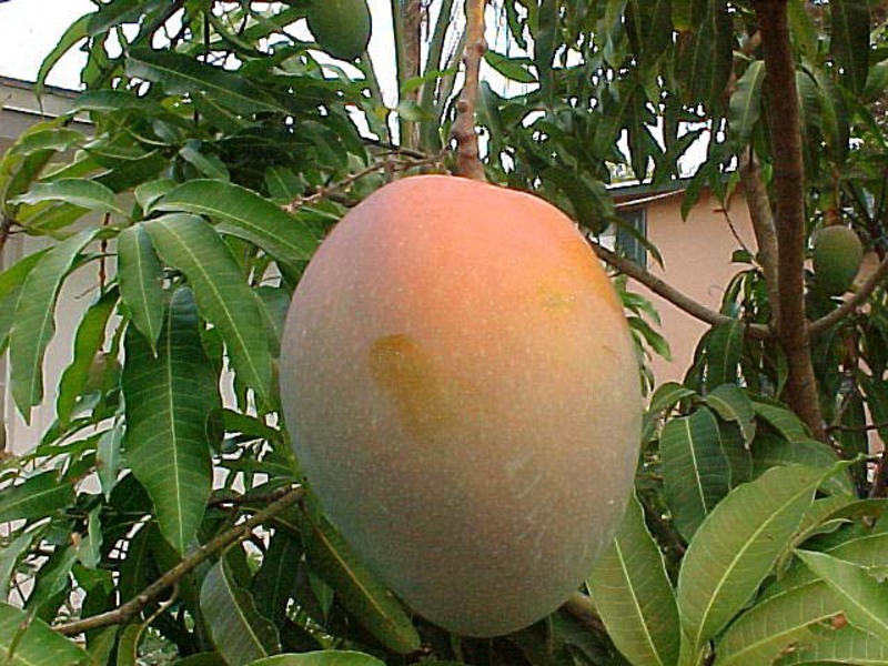 Mango grown in an apartment