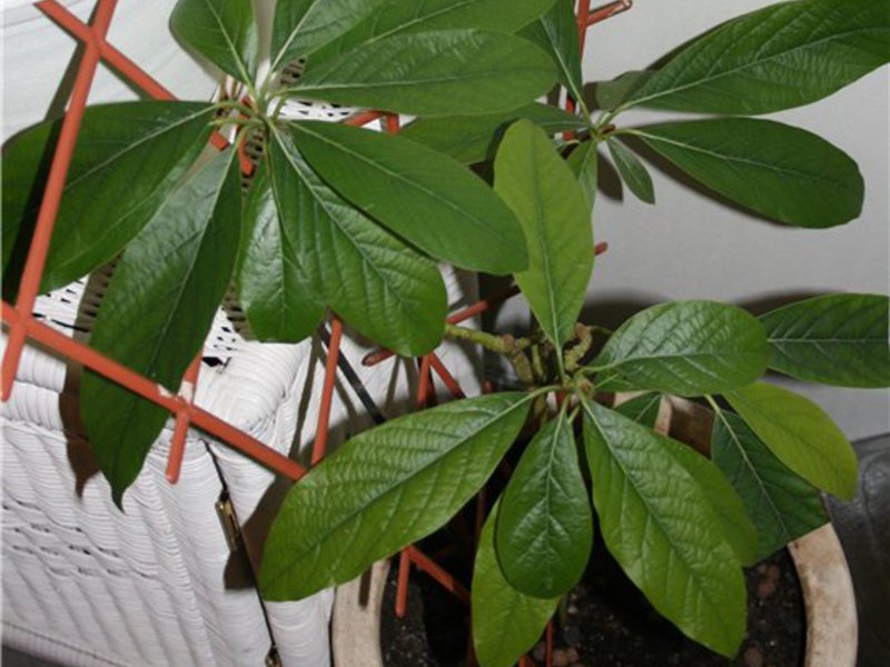 Growing mangoes in the house