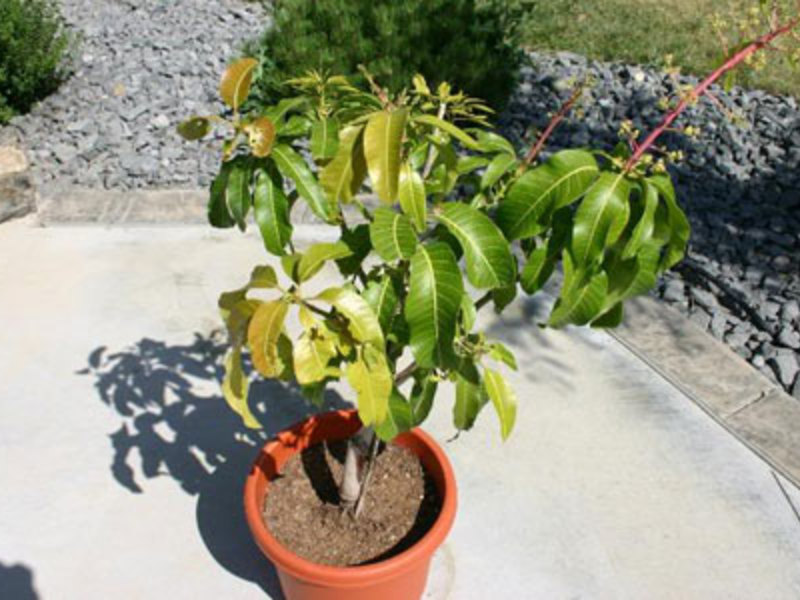 Features of growing mango