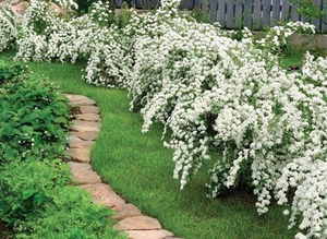 Perennial shrubs for the garden and vegetable garden: names, flowering period