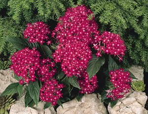 How to choose a shrub for a summer residence