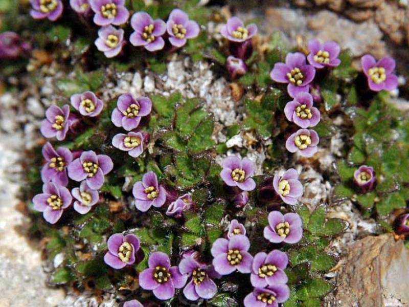 Perennial flower names