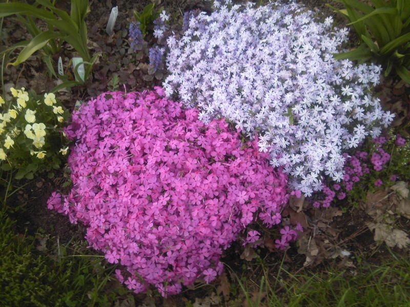 Perennials for giving blooming all summer