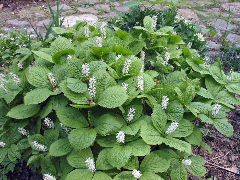 Perennial shrub care