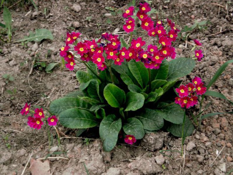 Garden beautiful flowers