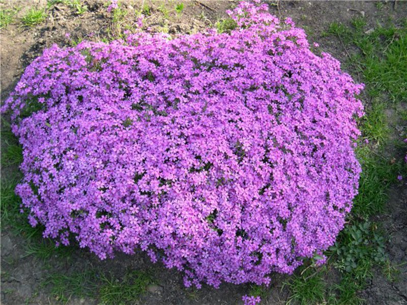 Long blooming flowers