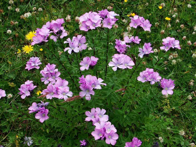 Garden shrubs