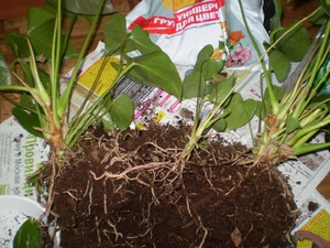 Anthurium transplant