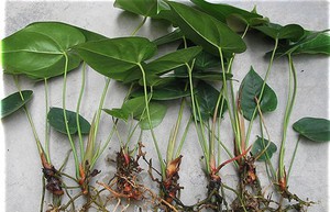 Anthurium transplant due to the appearance of pests