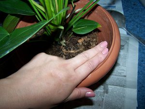 How to transplant anthurium correctly