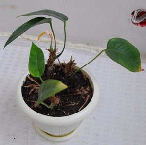 Reproduction of anthurium