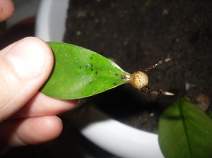 How to propagate zamioculcas