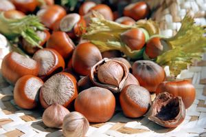 Characteristics of hazelnuts