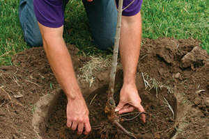 The nuances of planting hazelnuts