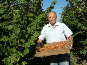 Hazelnut harvesting rules and methods of proper storage