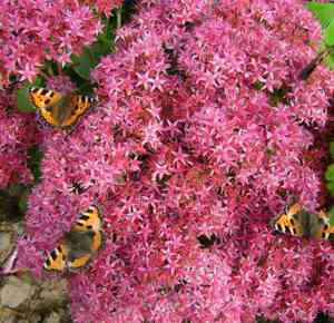 Garden flowers sedum