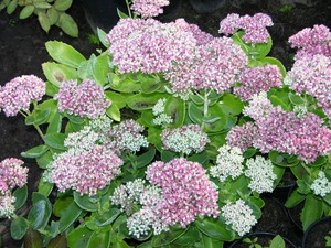 Conditions for stonecrop flower