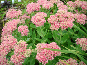 Stonecrop lighting