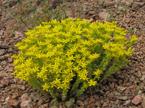 Sedum - types, features