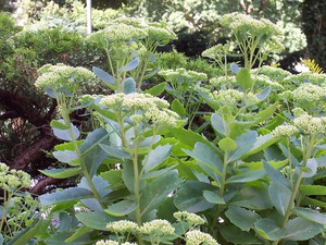 Thick-leaved sedum