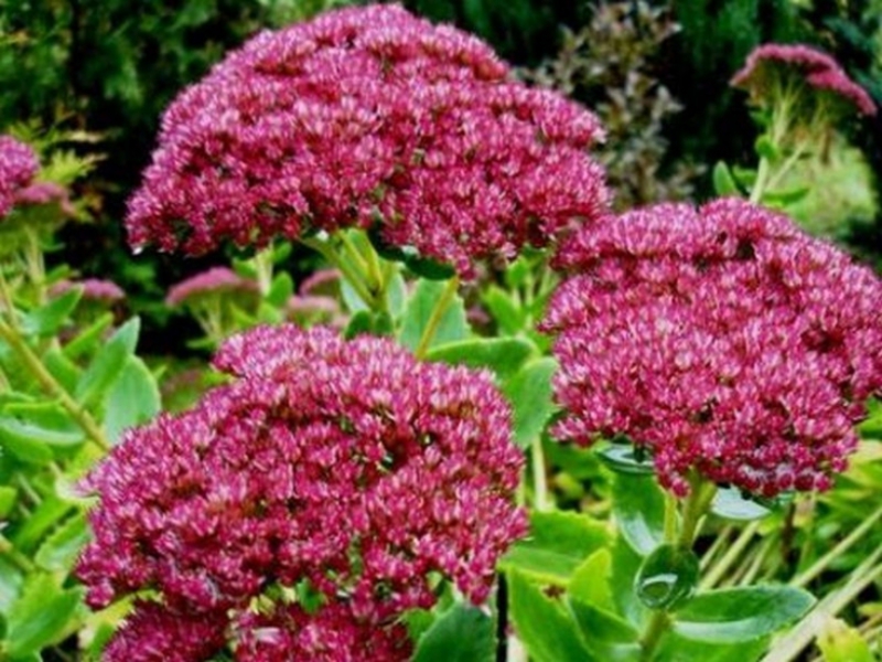 Types and varieties of sedum