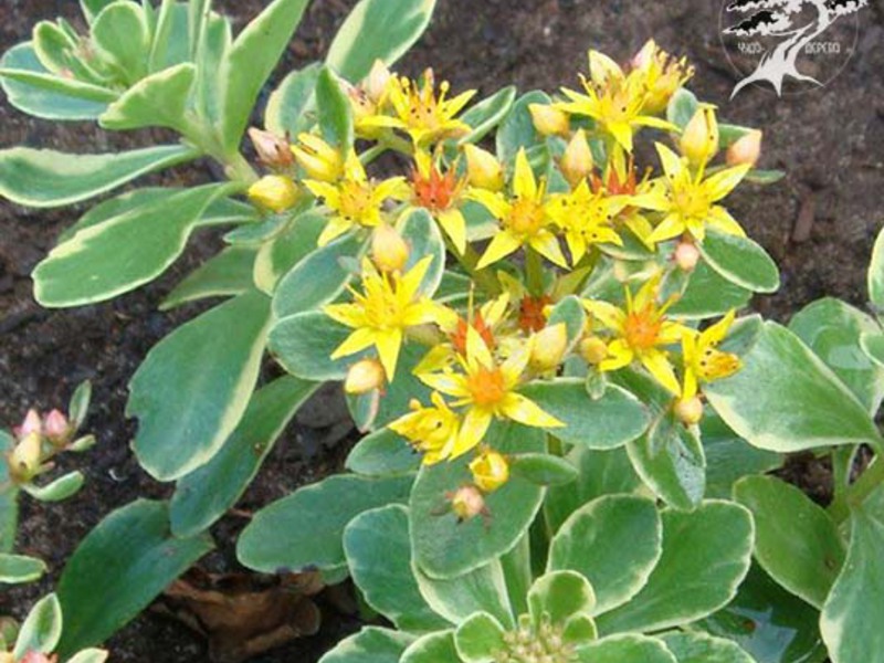 Mysterious flower - sedum