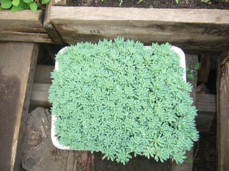 Varieties of stonecrop plant