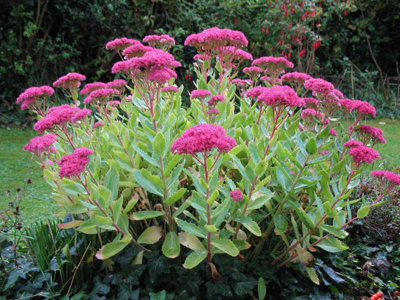 Sedum in garden design