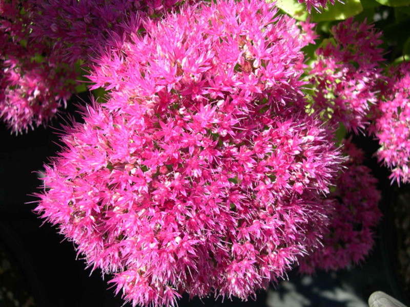 Mysterious flower - sedum