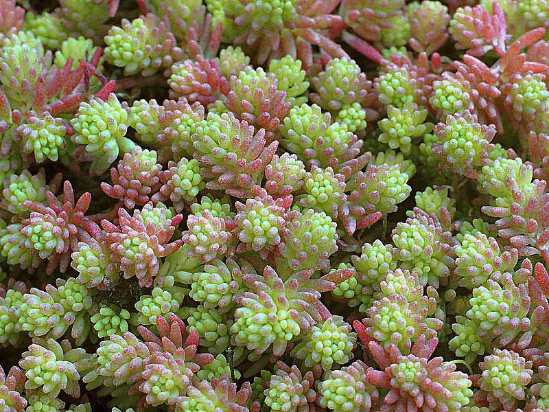 Thick-leaved sedum