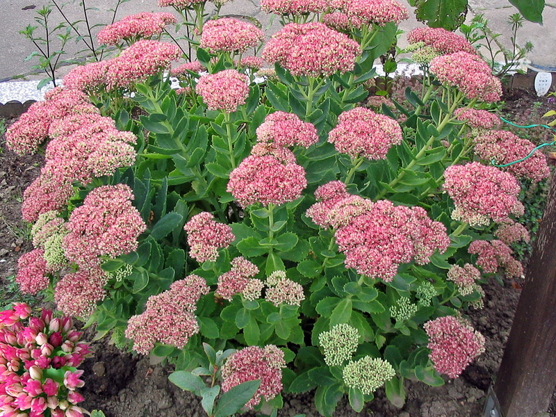 How to grow sedum