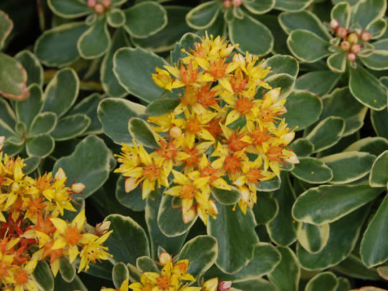 Description of the plant sedum