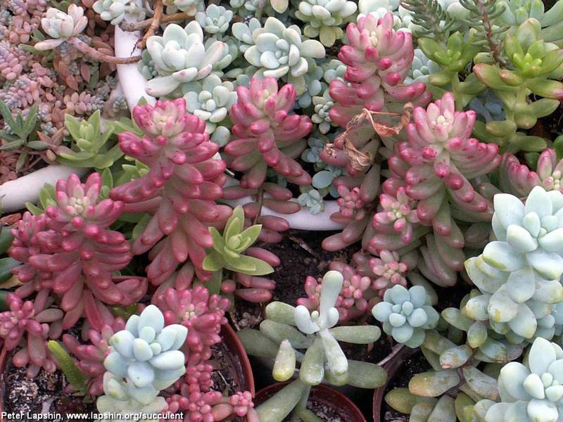 Sedum in landscape design