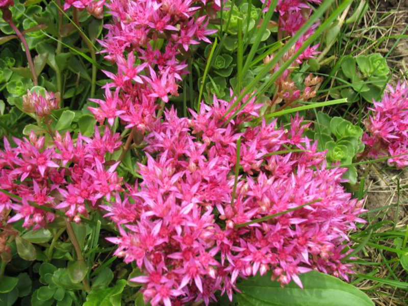 Thick-leaved sedum