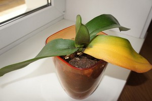 Orchid diseases