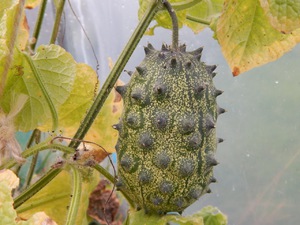 The benefits of Kiwano fruit