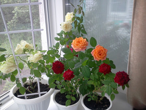 How to propagate roses at home