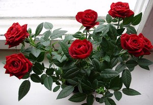 List of types of indoor roses